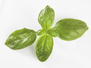 basil leaf