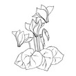vector contour illustration of cyclamen flowers