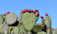 Prickly Pear Cactus Silhouette Against Blue Sky