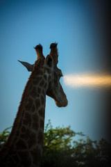 Wall Mural - Giraffe head in sunset