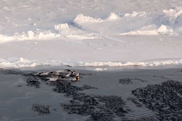 Wall Mural - Group of cute Adelie penguins flying over ice-covered ocean