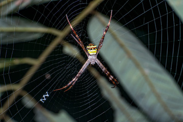 orb-weaver spider, writing spider, signature spider, garden spider (Argiope anasuja) stay firmly on its web