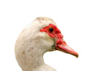 Portrait Of Muskovy Duck Over White