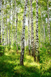 summer in sunny birch forest