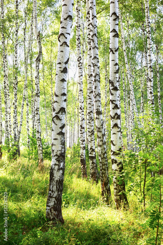 summer in sunny birch forest