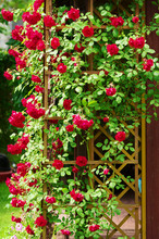 Red Blooming Ornamental Flowers Of Climbing Rose Shrub Covering The Garden Gazebo.