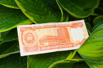 Fifty Venezuelan bolivares bank note on the leaves