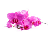Fototapeta Kwiaty - pink stripy phalaenopsis orchid