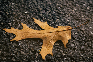 Fallen leaf on the road during rain with droplets. Slovakia