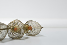 Dry Physalis Detail On Table