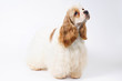 White and red American Cocker Spaniel dog staying indoors on a white background