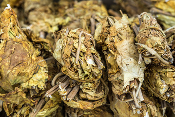 Canvas Print - Tobacco leaves for sale in Shiraz city in Iran