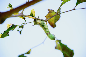 Wall Mural - Green worm