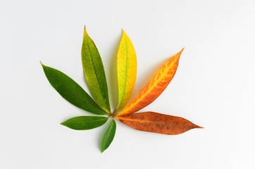 Different stages of life - Birth to death. Concept of growth leaf on white background