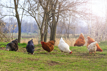 colorful chickens on natural feed with sunny hotspot