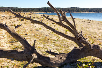 Wall Mural - Dry tree on the shore of a lake