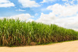 Sugarcane field in Thailand