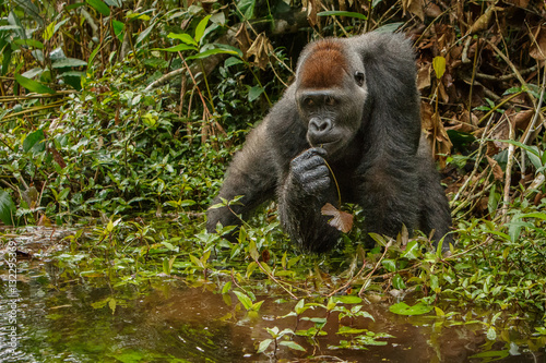 Cuadros en Lienzo eastern lowland gorilla in the darkness of african jungle, face to face, great d