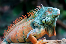 Sleeping Dragon - Close-up Portrait Of A Resting Orange Colored Male Green Iguana (Iguana Iguana).