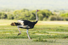 Male Ostrich Running In Full Stride