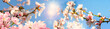 canvas print picture - Glückwunsch, alles Liebe: Mandelblüten vor blauem Frühlingshimmel :)