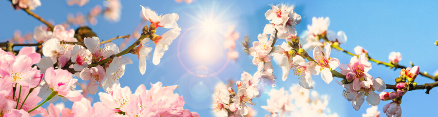 Fotomurales - Glückwunsch, alles Liebe: Mandelblüten vor blauem Frühlingshimmel :)