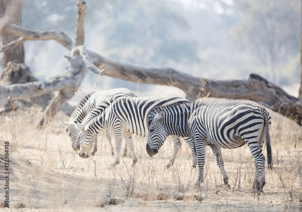  Free Roaming Zebras