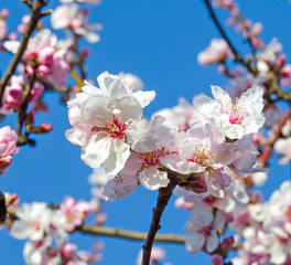 Fotomurales - Glückwunsch, alles Liebe: Mandelblüten vor blauem Frühlingshimmel :)
