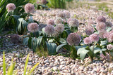 Fototapeta  - Allium karataviense