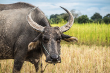 Wasserbüffel In Laos