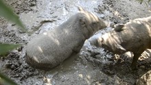 Happy Pigs Family Wallowing And Playing In Mud On Rural Farm Yard At Summer Time. Wild Boar Crossed With Vietnamese Pigs Fighting In Muddy Water On Traditional Village Farmyard