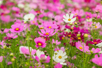 beauty cosmos flowers in the garden.