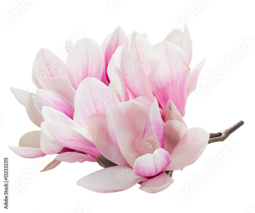 Naklejka - mata magnetyczna na lodówkę Bunch of Magnolia pink flowers isolated on white background