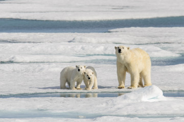 Polar bear mother (Ursus maritimus) and twin cubs on the pack ic