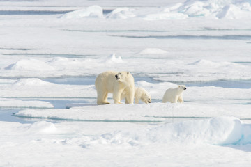 Polar bear mother (Ursus maritimus) and twin cubs on the pack ic