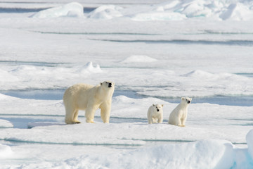 Polar bear mother (Ursus maritimus) and twin cubs on the pack ic