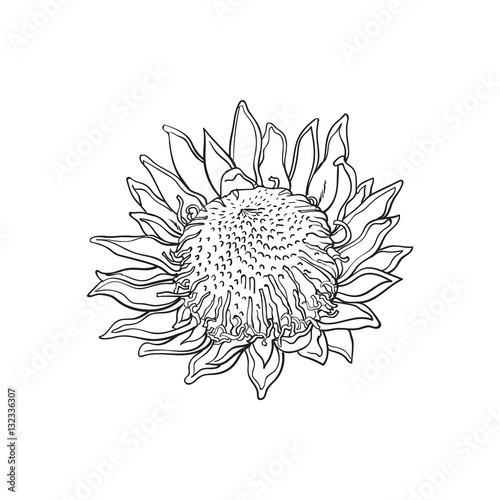 Single king protea, sketch style vector illustration isolated on white backgr...