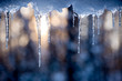 icicles hanging with sun rising behind in a forest