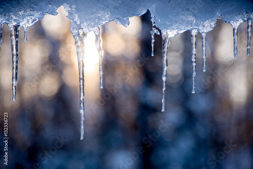 Cuadros en Lienzo icicles hanging with sun rising behind in a forest
