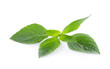 © nortongo - fresh basil leaves isolated on white background