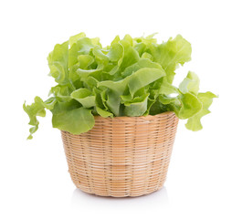 Wall Mural - Green oak lettuce isolated on white background