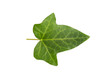 Ivi leaf isolated on a white background. Herbarium series.
