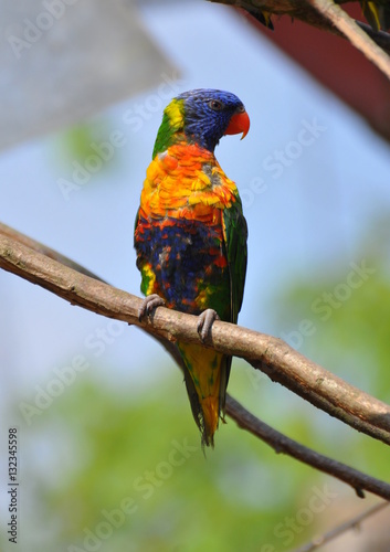 Fototapeta na szkło rainbow lorikeet parrot