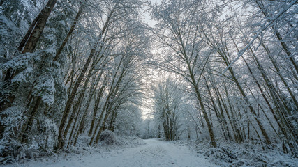 Wall Mural - a path in the thick winter forest. coal creek falls, issaquah, washington state, usa