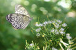 Frühlingserwachen: Schmetterling im Grünen mit Lichtreflexen der Sonne