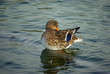 © JFBRUNEAU - Canard colvert femelle lissant ses plumes en hiver