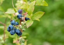 Fresh Organic Blueberries Ripening On The Bush. Shrub Of Blueberries. Blueberries Are Highly Nutritious And Most Powerful Sources Of Antioxidants. Concept Of Healthy Eating,living. Closeup. Copy Space