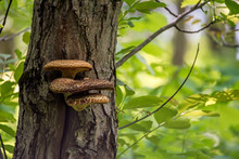 Polypore Mushroom On Tree Trunk