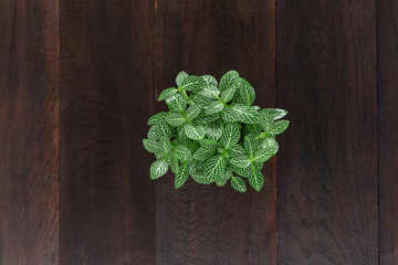 Wall Mural - Top view of small plant pot on wooden background.