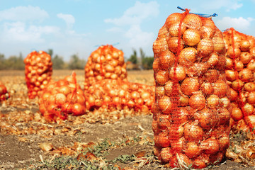 Sticker - Harvested onions in mesh bags on field